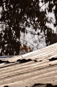 Close up to a cats head peeking from a ceiling 