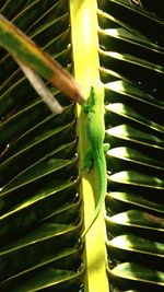 Close-up of caterpillar on leaf