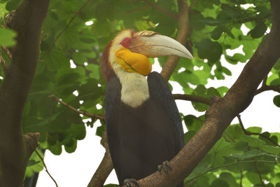 The male rhyticeros undulatus bird, the wreathed hornbill is perching on a tree in borneo forest