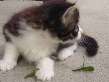 Close-up of cat with kitten