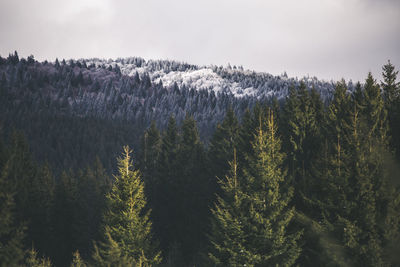 High angle view of trees against sky