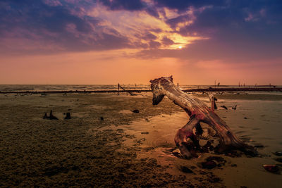 Driftwood on beach against sky during sunset