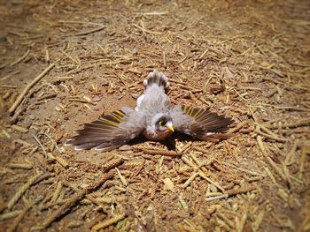 Close-up of eagle flying