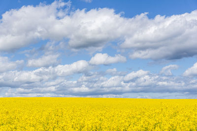 Scenic view of oilseed rape field against cloudy sky