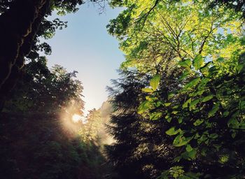 Low angle view of trees against sky