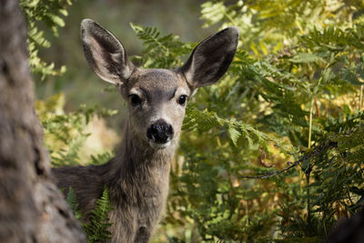 Close-up portrait of deer