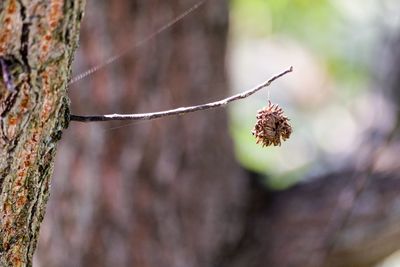 Close-up of flower growing on tree