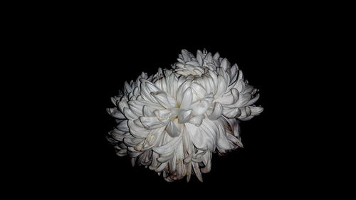 Close-up of rose against black background