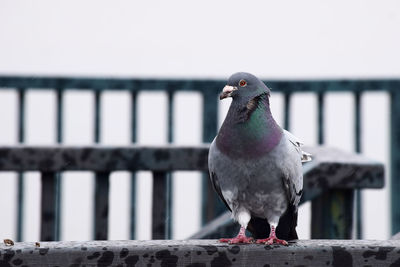 Close-up of pigeon perching on roof