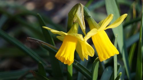 Close-up of yellow daffodil flowers