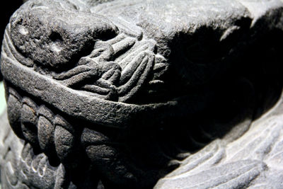 Close-up of plant