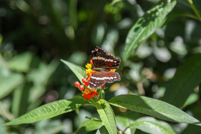 Butterfly pollinating flower