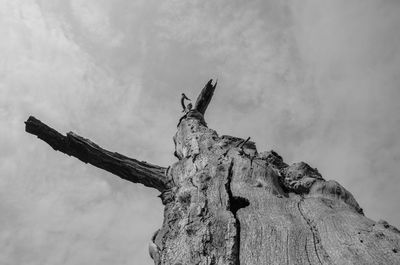 Low angle view of lizard on tree against sky