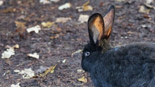 Close-up of a rabbit on field