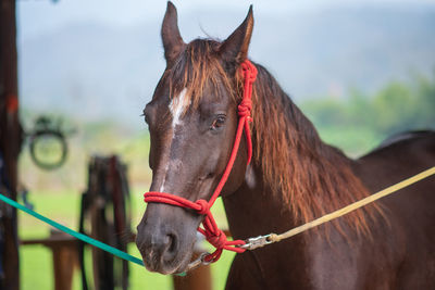 Close-up of a horse in ranch