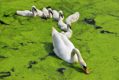 High angle view of swans in water