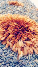 Close-up of yellow flower on pebbles