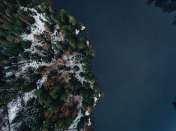 High angle view of tree against sky