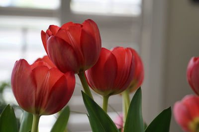 Close-up of red tulips