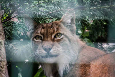 Close-up portrait of a cat