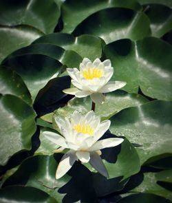 Close-up of lotus water lily blooming outdoors