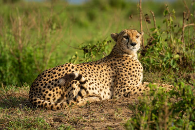 View of a cat on land