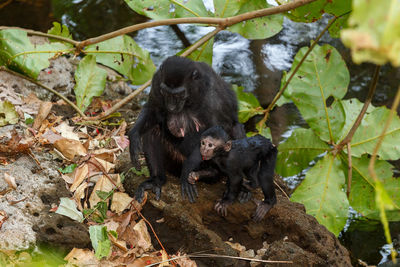 Monkey in a tree