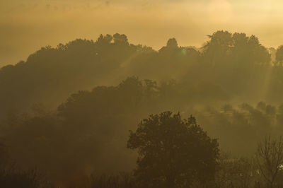 Silhouette trees against sky during sunset