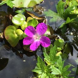 High angle view of various flowers blooming outdoors