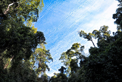 Low angle view of trees in forest against sky