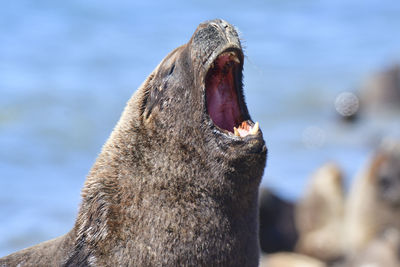 Close-up of sea lion