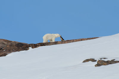 View of an animal on snowcapped mountain against clear blue sky