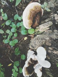 High angle view of mushrooms growing on tree