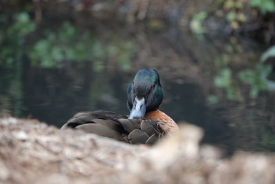 Mallard duck on a land