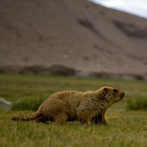 Side view of sheep on land