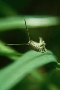 Close-up of insect on leaf