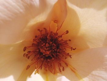 Macro shot of flowering plant