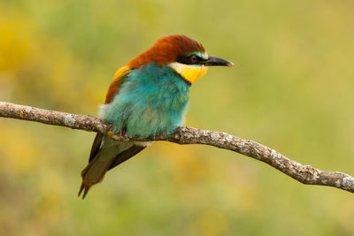 Close-up of bird perching on branch