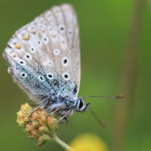 Close-up of butterfly pollinating on flower