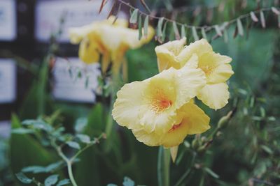 Close-up of yellow rose flower