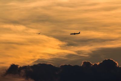 Low angle view of silhouette birds flying against orange sky