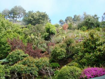 Low angle view of flower trees against sky