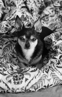 High angle view of dog relaxing on bed at home