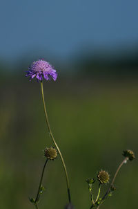 Close-up of thistle blooming on field