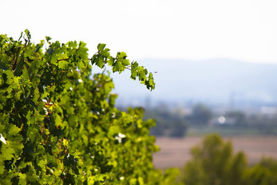 Close-up of grapes growing in vineyard against sky