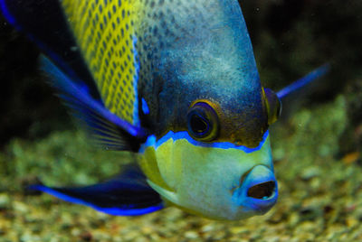 Close-up of fish swimming in aquarium