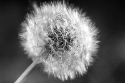Close-up of dandelion