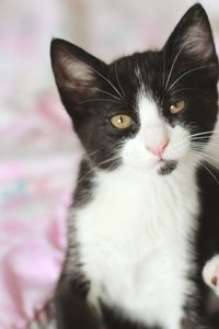 Close-up portrait of a cat