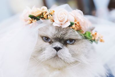 Close-up of white cat