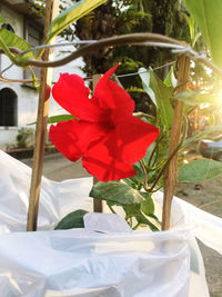 Close-up of red flowering plant